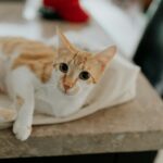 Why Your Cat Thinks You're an Idiot: 5 Brutal Truths