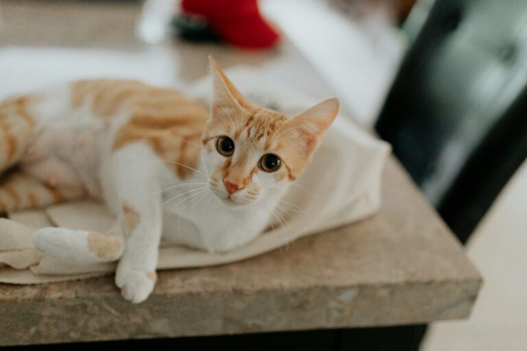 Why Your Cat Thinks You're an Idiot: 5 Brutal Truths