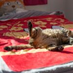 Is Your Cat Plotting World Domination? 5 Tell-Tale Signs