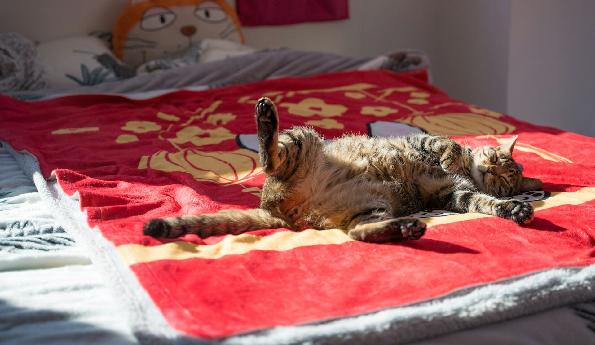 Is Your Cat Plotting World Domination? 5 Tell-Tale Signs