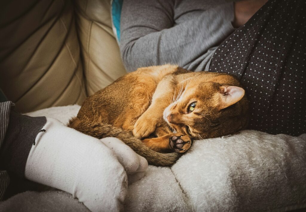 The Dark Side of Cat Ownership: 7 Truths No One Tells You