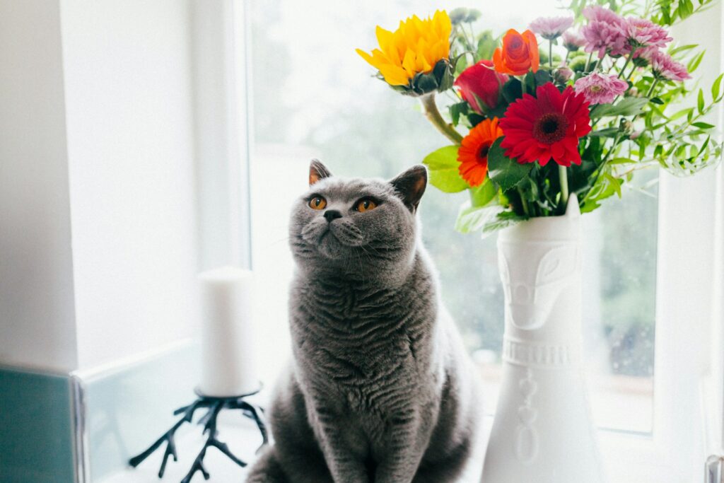 The Cat Mom's Guide to Home Decor: Embracing Fur as a Design Element