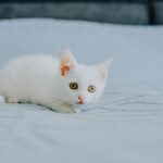 9 Surefire Ways to Turn Your Partner into a Cat Person