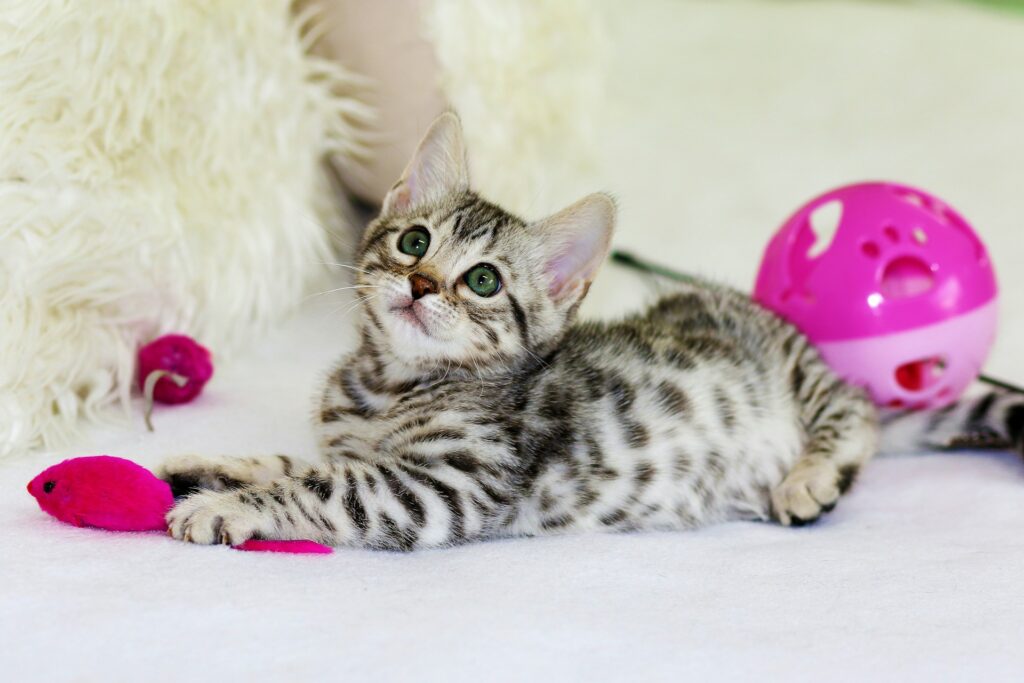 Why Cats Make Better Roommates Than Humans: 11 Purr-suasive Arguments