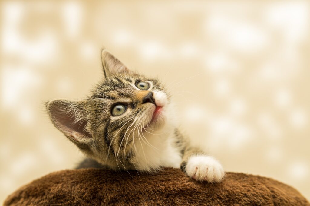 12 Signs Your Cat Is Your Soulmate (Sorry, Humans!)