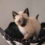 13 Cat Mom Stereotypes That Are Actually Dead Wrong