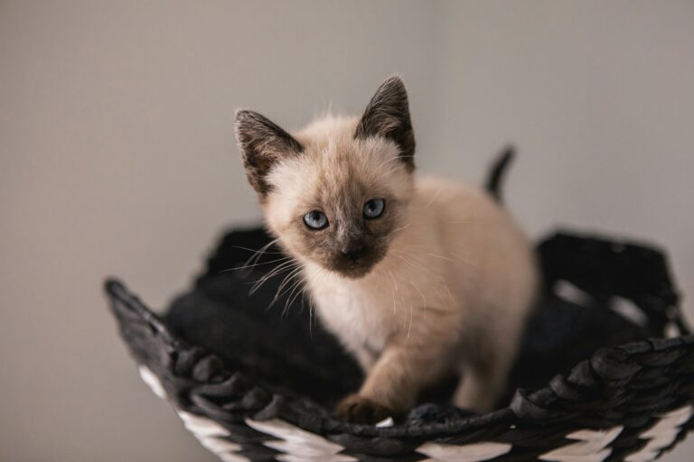 13 Cat Mom Stereotypes That Are Actually Dead Wrong