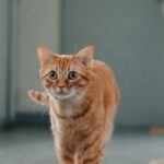 The Great Catnip Experiment: What Happened When I Tried It Myself