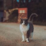 The Secret Power of Purrs: How Your Cat Is Actually Healing You