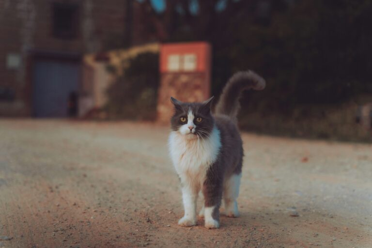 The Secret Power of Purrs: How Your Cat Is Actually Healing You