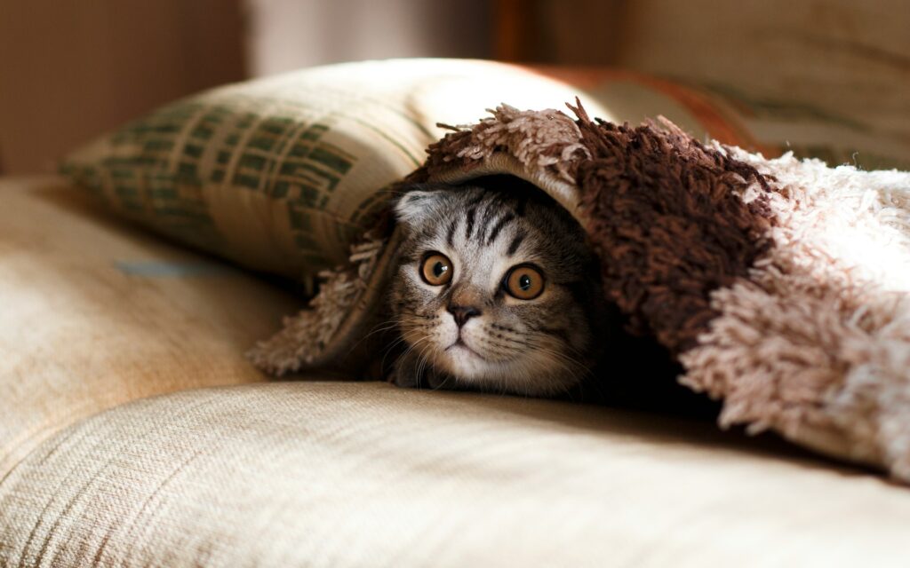 12 Signs Your Cat Is Your Soulmate (Sorry, Humans!)