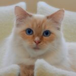 11 Things Your Cat Does That Prove They're Smarter Than Your Ex
