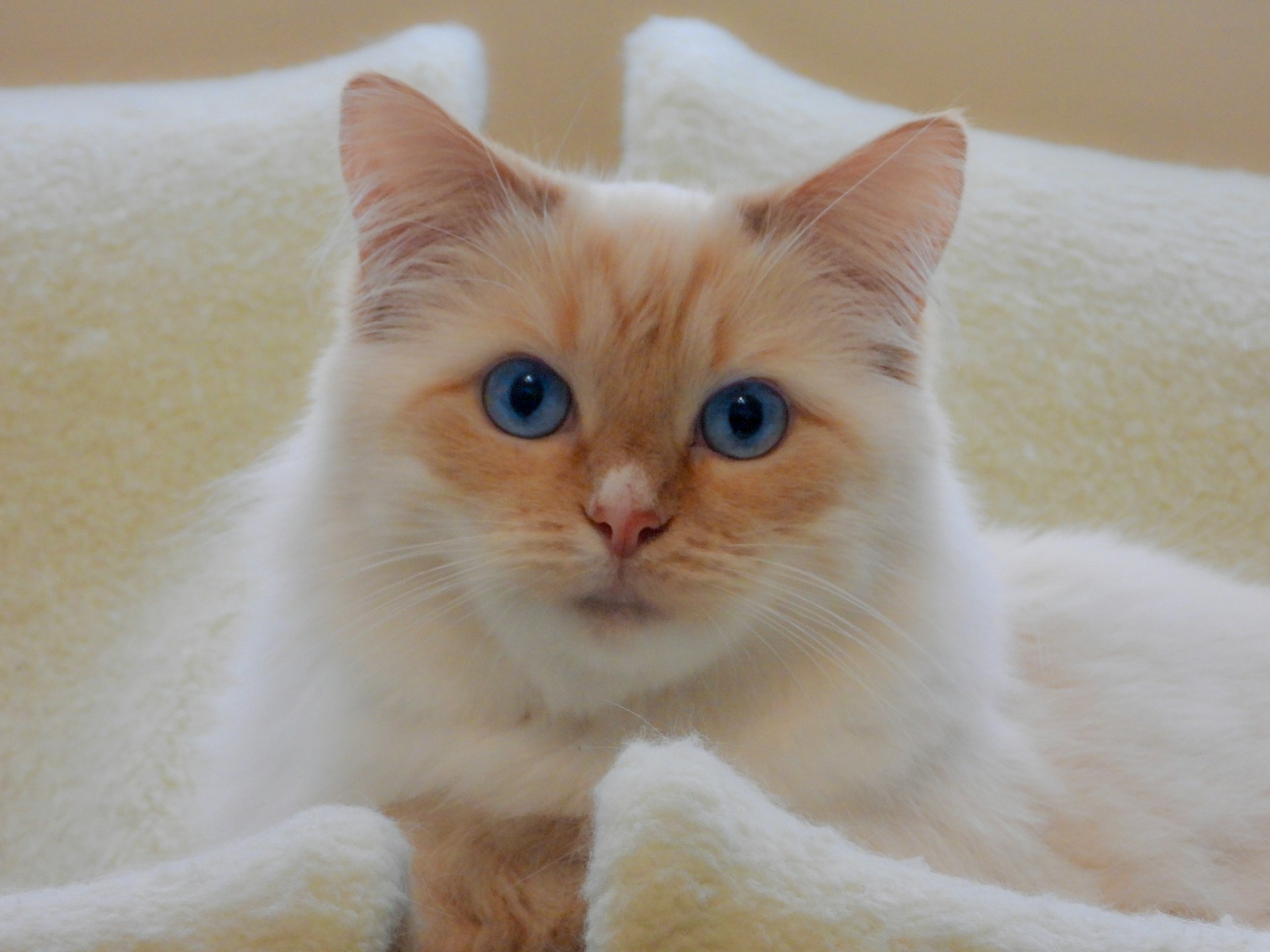11 Things Your Cat Does That Prove They're Smarter Than Your Ex