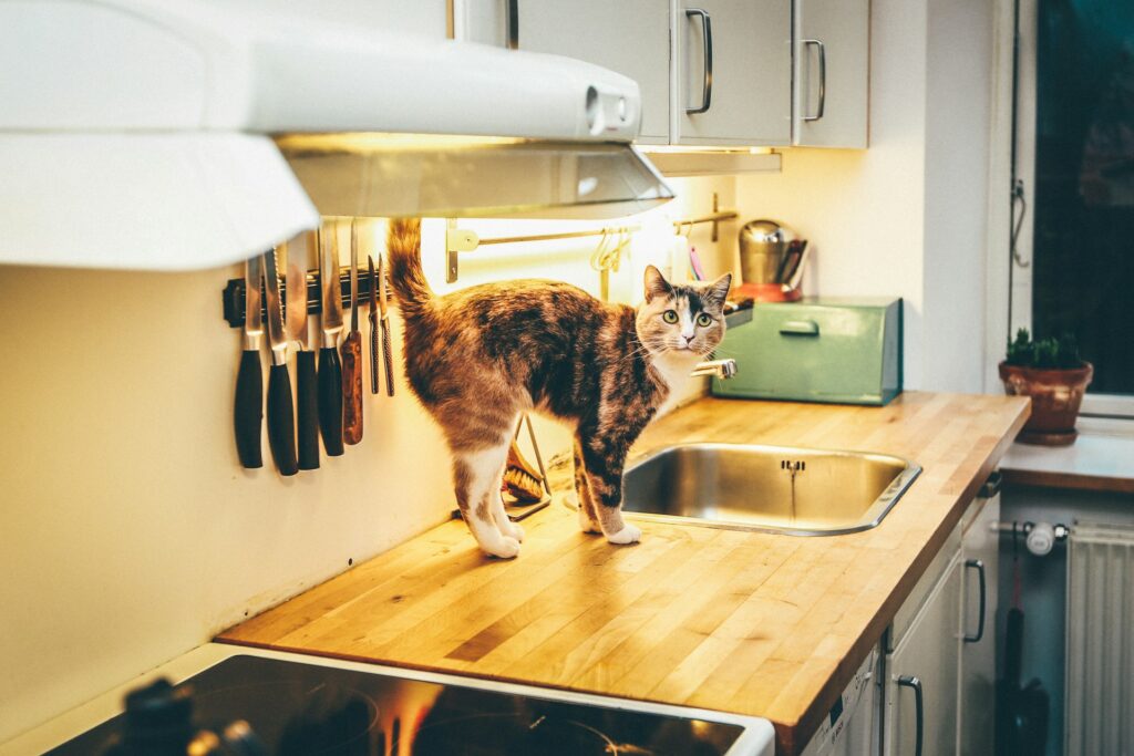 How to Throw the Purrfect Cat-Themed Party Without Losing Friends