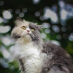 7 Unbelievable Cat Myths Debunked by Real Cat Moms