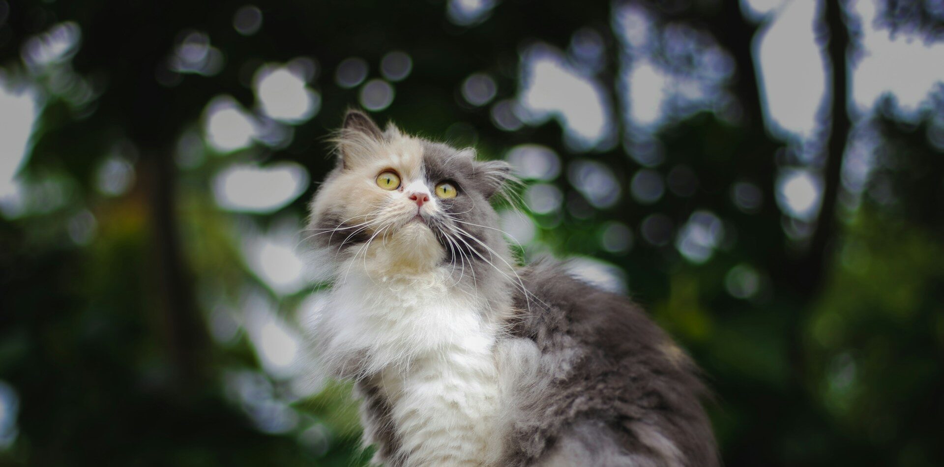 7 Unbelievable Cat Myths Debunked by Real Cat Moms