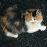 The Cat Mom's Guide to Home Decor: Embracing Fur as a Design Element