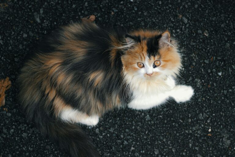 The Cat Mom's Guide to Home Decor: Embracing Fur as a Design Element