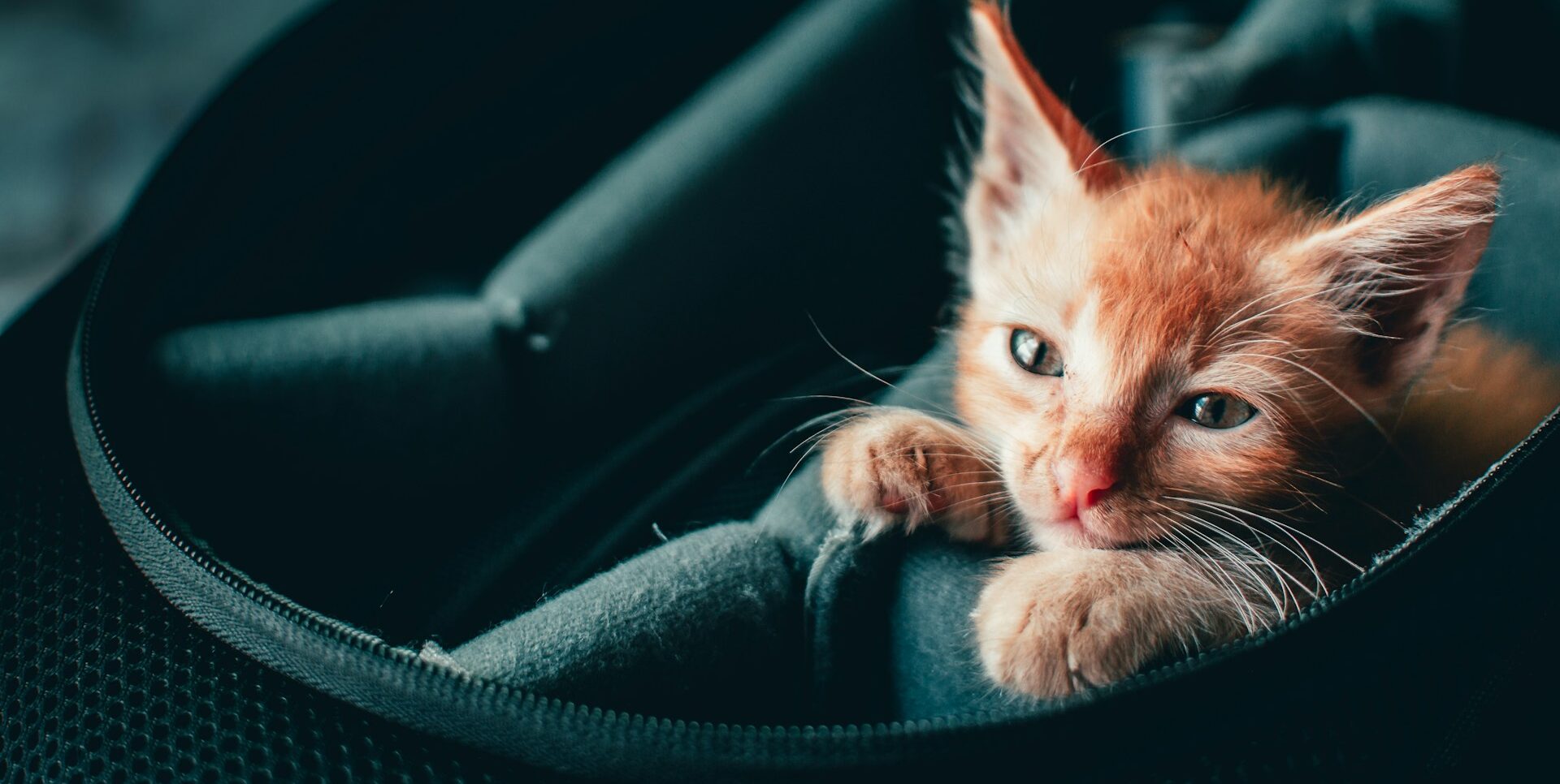 12 Signs Your Cat Is Your Soulmate (Sorry, Humans!)