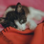 8 Insane Cat Products You Never Knew You Needed (Until Now!)