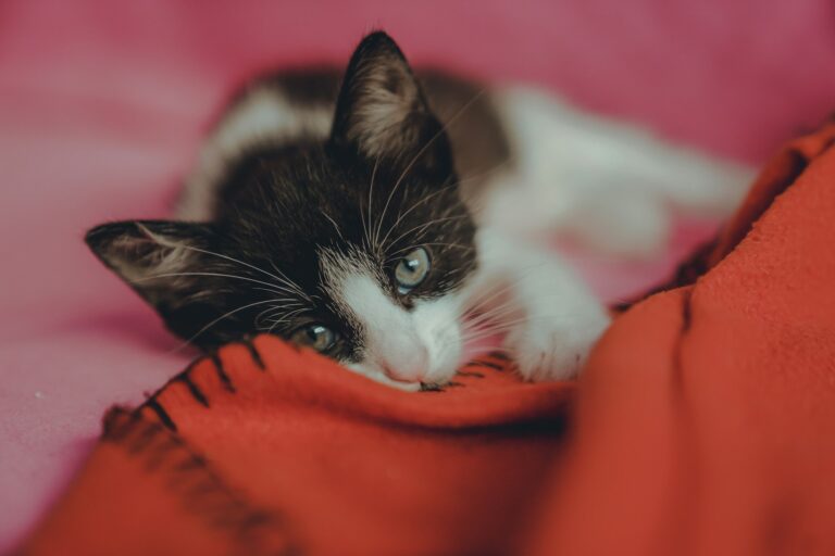 8 Insane Cat Products You Never Knew You Needed (Until Now!)