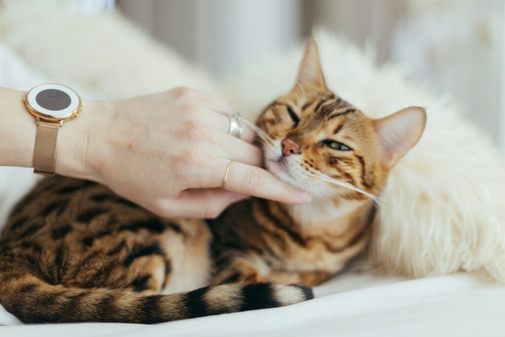 The Dark Side of Cat Ownership: 7 Truths No One Tells You
