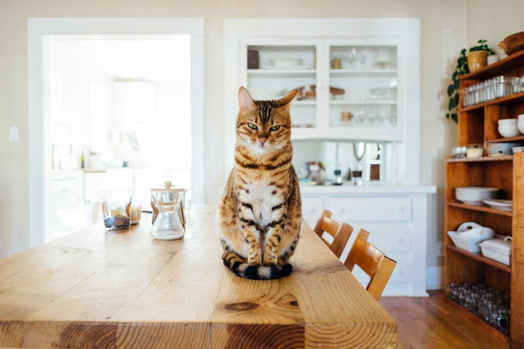 Is Your Cat Plotting World Domination? 5 Tell-Tale Signs