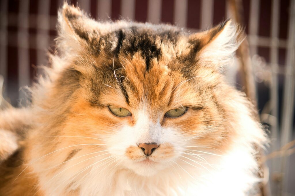12 Things Your Cat Does That Prove They're Your Evil Overlord