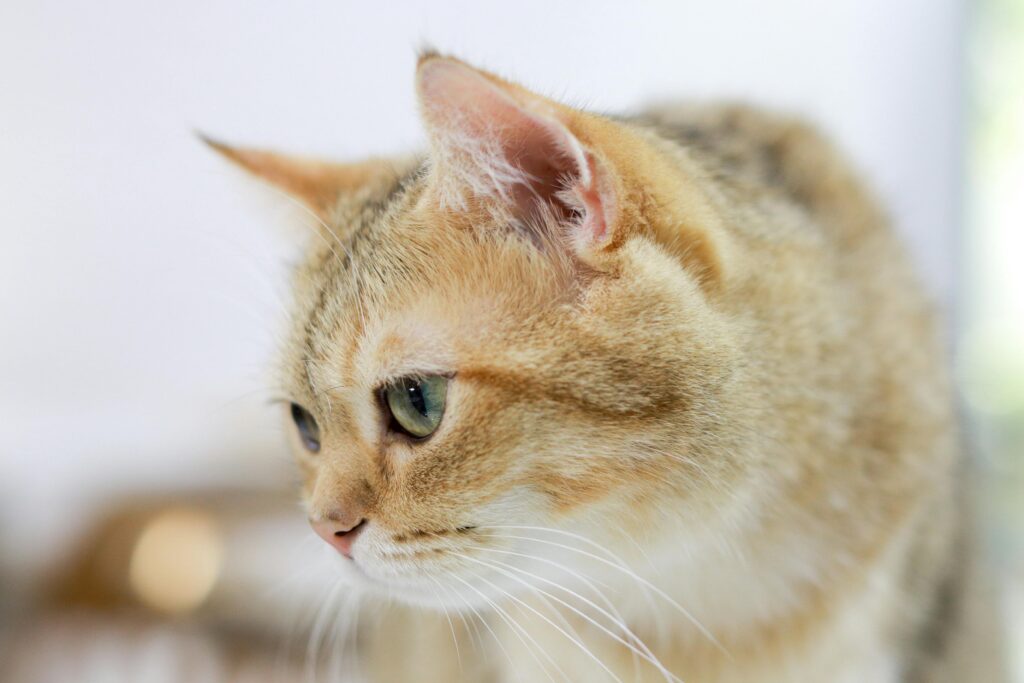 The Cat Mom Dilemma: How Many Cats Is Too Many? The Answer May Surprise You!