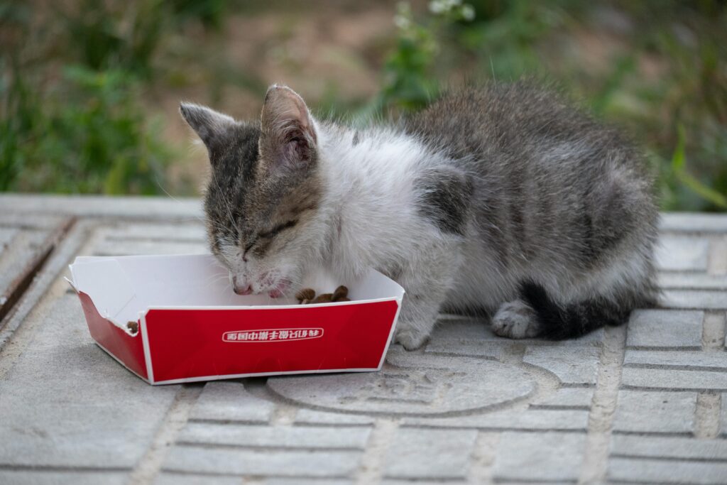 Why Cats Make Better Roommates Than Humans: 11 Purr-suasive Arguments