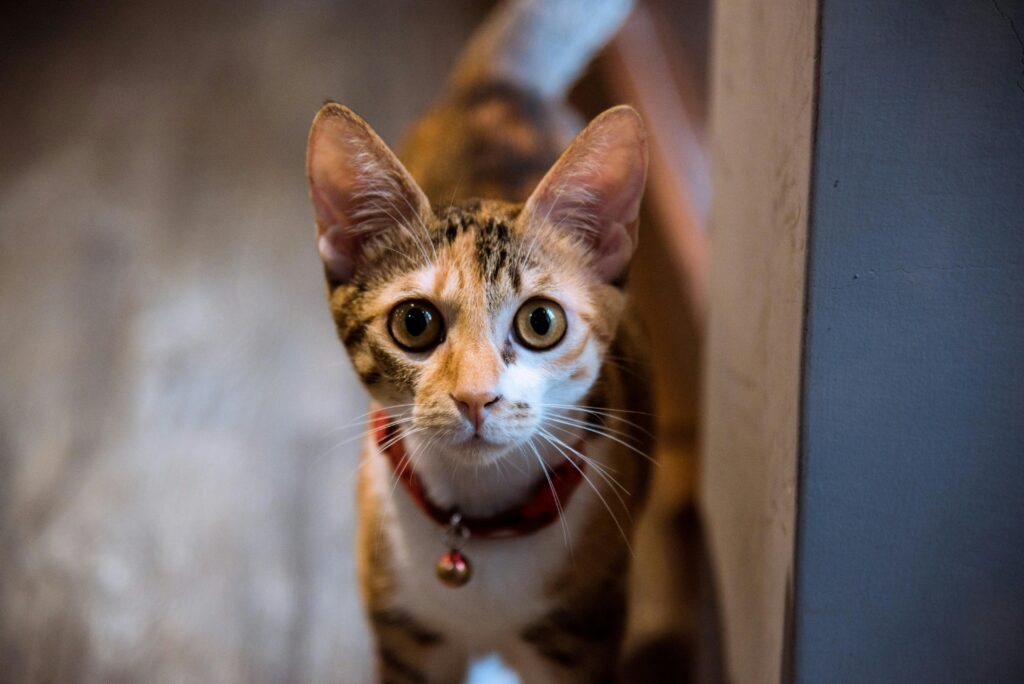 The Great Litter Box Debate: 9 Strategies for Winning the War on Smell