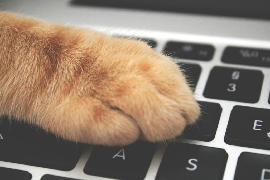 12 Things Your Cat Does That Prove They're Your Evil Overlord