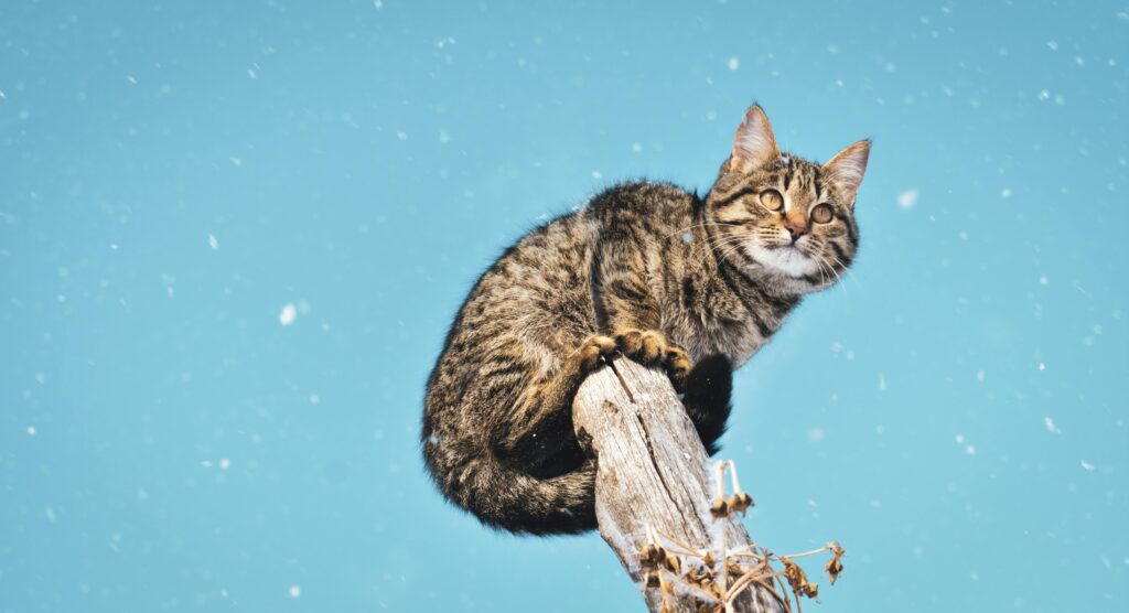 10 Shocking Truths About Cat Behavior That'll Blow Your Mind
