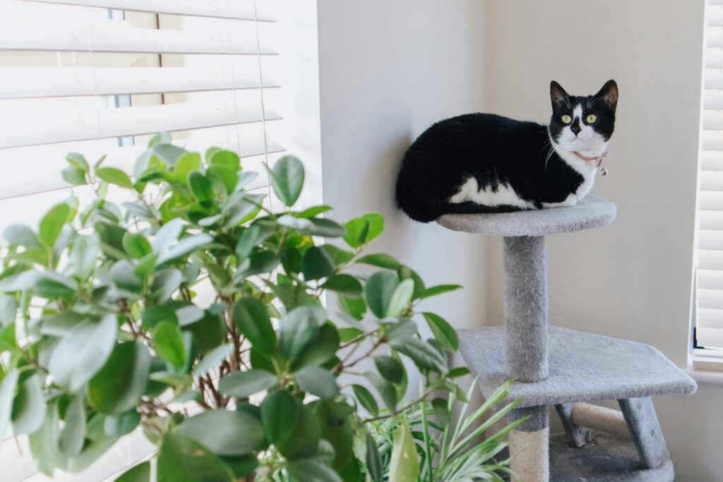 The Ultimate Cat vs Houseplant Smackdown: Who Will Win?
