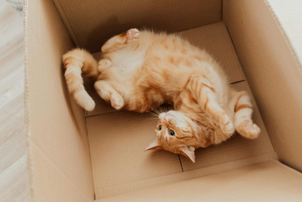 10 Shocking Truths About Cat Behavior That'll Blow Your Mind