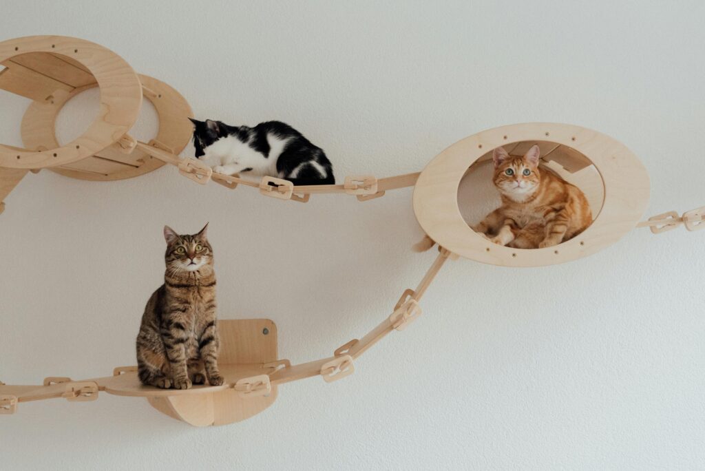 The Cat Mom's Guide to World Domination: How Felines Are Taking Over