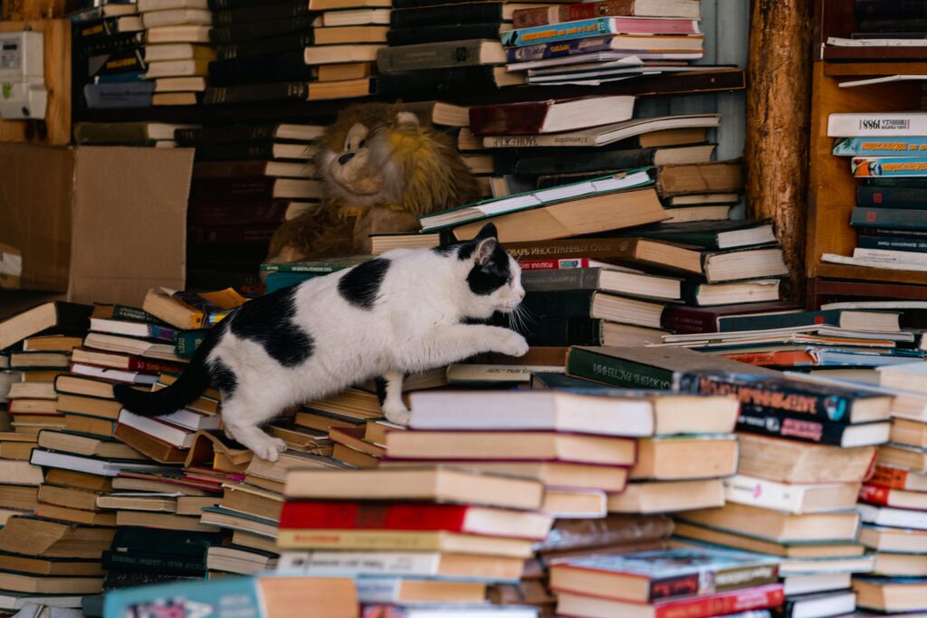 The Cat Mom's Survival Guide: 10 Tips for Living with Multiple Cats