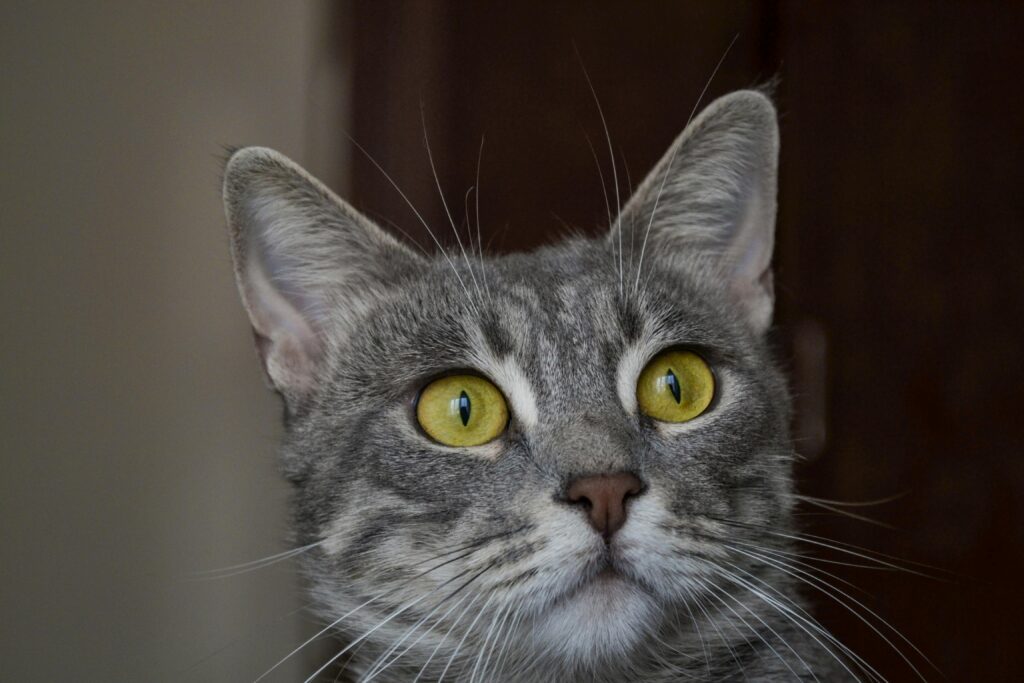 10 Cat-Inspired Fashion Trends That'll Make You the Talk of the Town