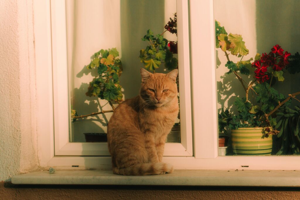 The Ultimate Cat vs Houseplant Smackdown: Who Will Win?