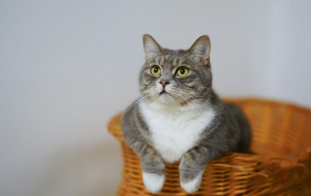 Why Cats Make Better Roommates Than Humans: 11 Purr-suasive Arguments