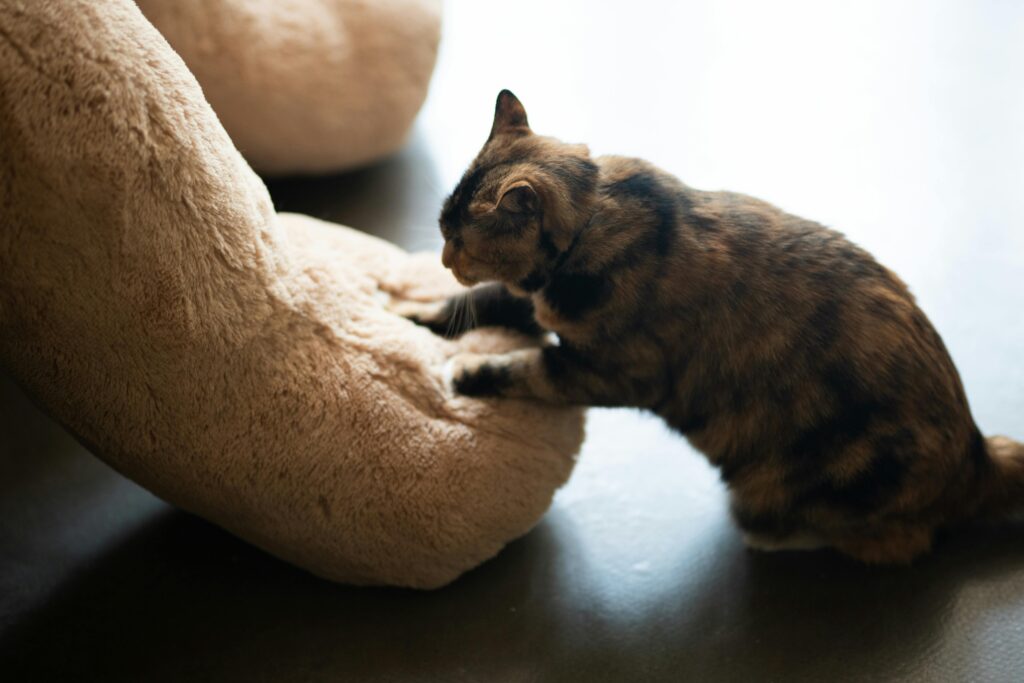 10 Shocking Truths About Cat Behavior That'll Blow Your Mind
