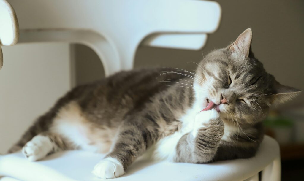 11 Things Your Cat Does That Prove They're Smarter Than Your Ex