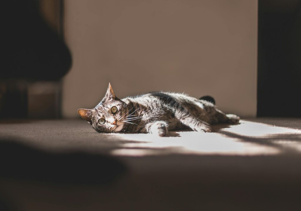 The Great Litter Box Debate: 9 Strategies for Winning the War on Smell
