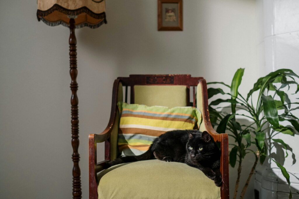 The Ultimate Cat vs Houseplant Smackdown: Who Will Win?