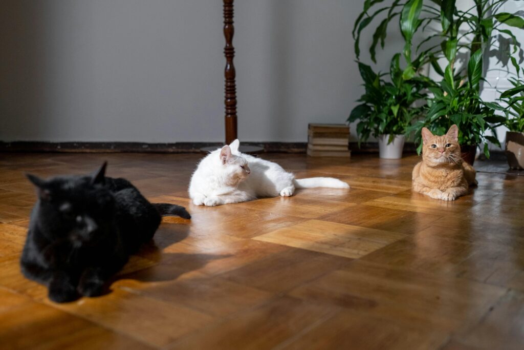 Confessions of a Reformed Dog Person: How I Became a Cat Mom Overnight