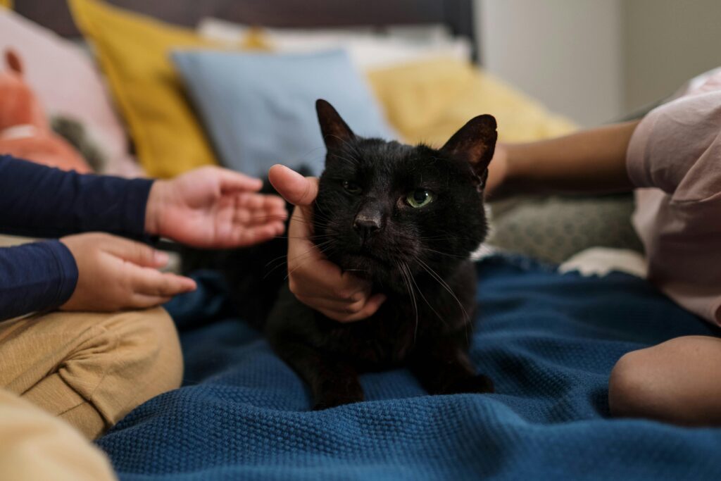 Why Cat Moms Make the Best Friends: 10 Reasons You Need One in Your Life