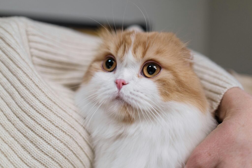 12 Signs Your Cat Is Your Soulmate (Sorry, Humans!)