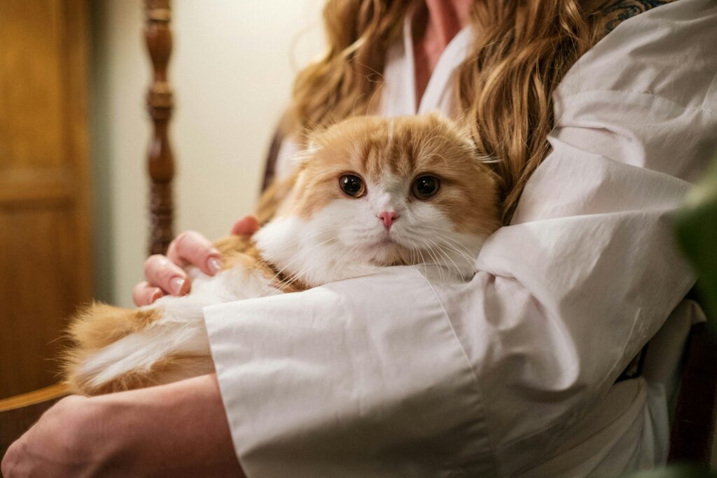 The Great Cat vs Baby Debate: Which One Wins? (Spoiler: It's Cats)