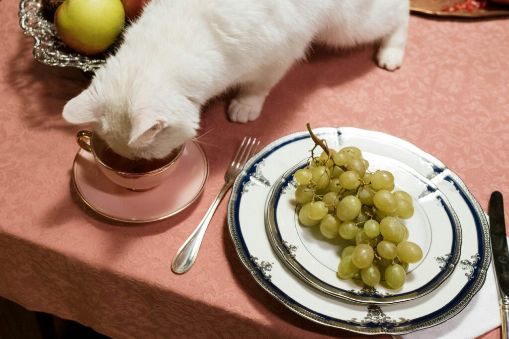 The Great Cat Food Taste Test: I Tried It So You Don't Have To