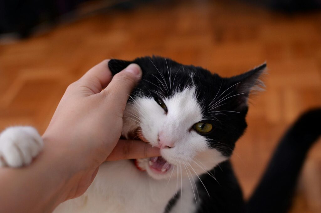 9 Reasons Why Being a Cat Mom Is Better Than Being a Millionaire